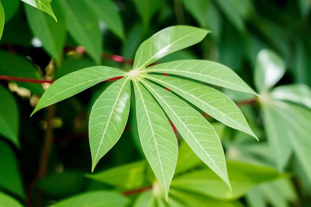 Spesso usati come ingredienti per verdure e verdure fresche, questi sono i benefici delle foglie di manioca che devi conoscere