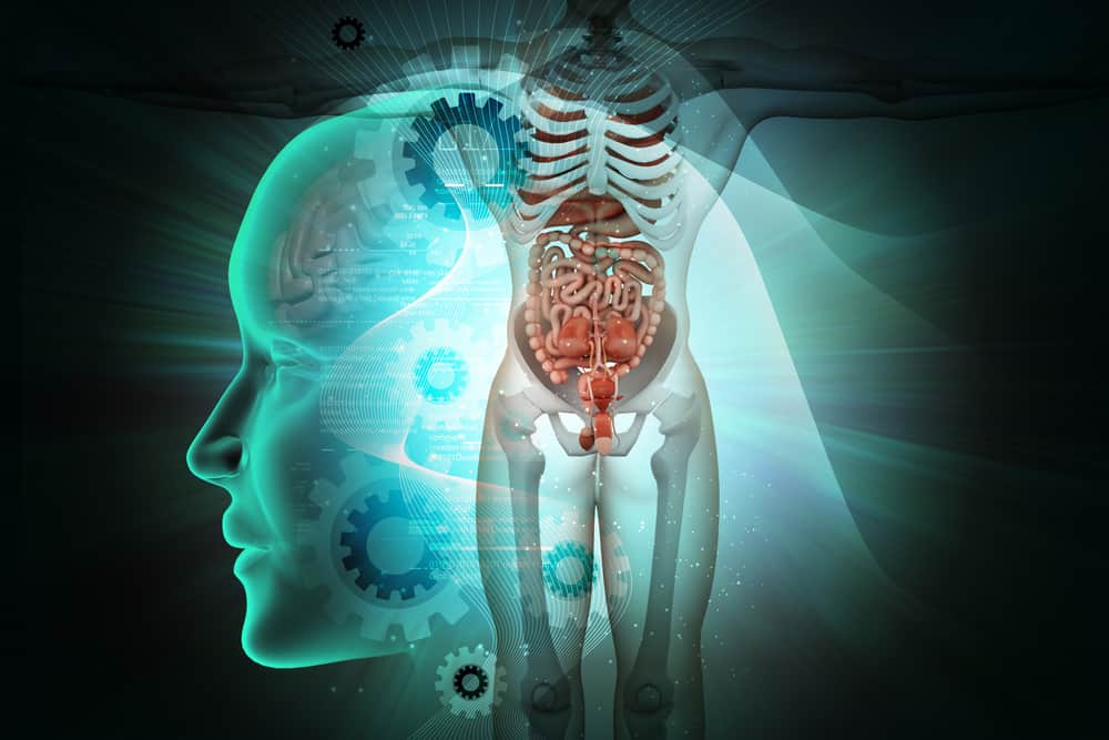 Запознайте се с 12 -те анатомични части на човешкото тяло и техните функции