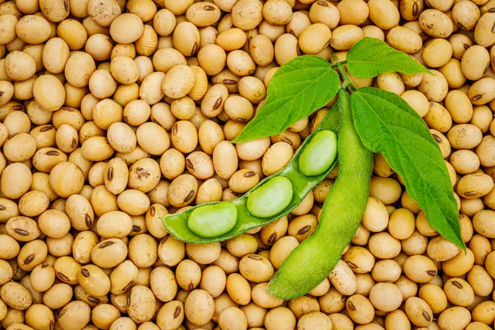 I semi di soia possono aiutare la tua dieta sana, ecco fatti e consigli sul consumo!