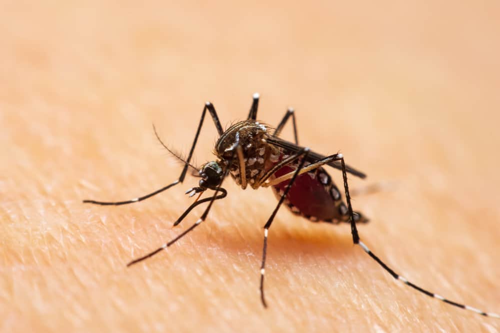 5 ефективни начина за предотвратяване на треска от денга