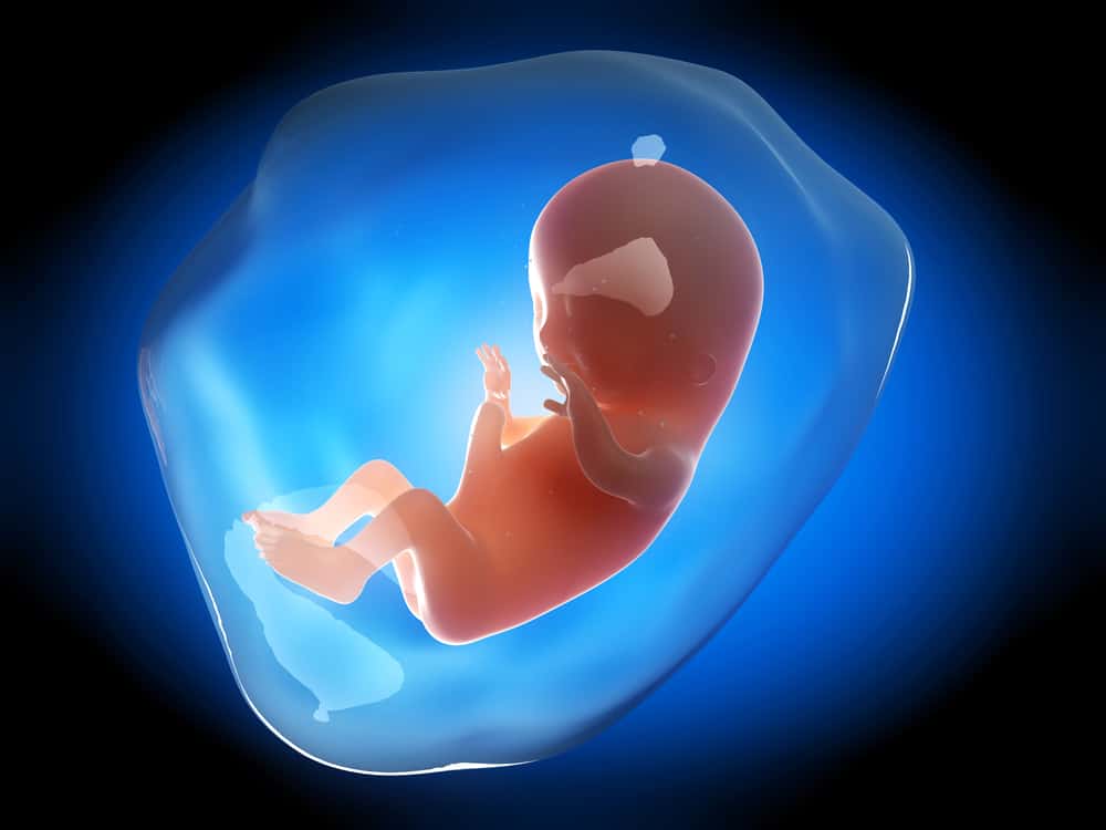 Знаеше ли? Развитието на органите на бебето започва да се формира перфектно на 3 месеца от феталната възраст!