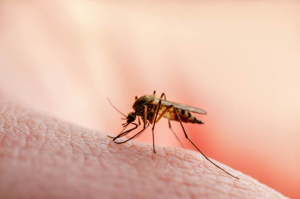 Списък на болестите, предавани чрез ухапване от комари, какви са видовете?