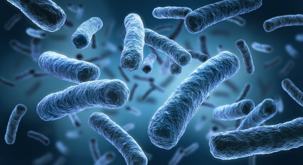 Da sempre considerata la causa delle malattie, qual è esattamente il ruolo dei batteri nel corpo?