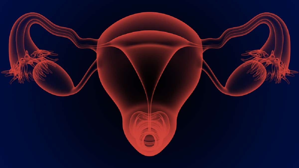 Запознайте се с женските репродуктивни органи и техните функции