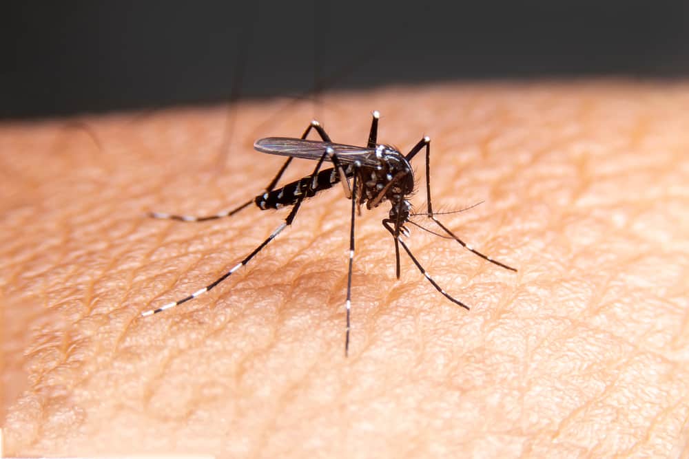 Трябва да знам! Това са 4 вида смъртоносни комари и техните опасности за тялото