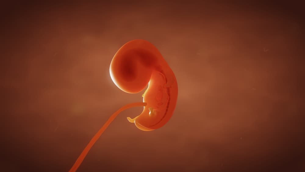 Anneler anne karnında 1 ayda fetüsün gelişimini izleyelim