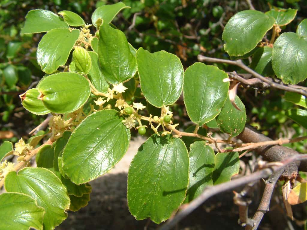 Questi sono i benefici del frutto e delle foglie di Bidara per la salute, possono prevenire il cancro?
