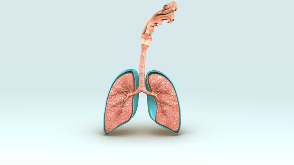 الجهاز التنفسي البشري المتنوع ، اكتشف وظائفه وكيف يعمل