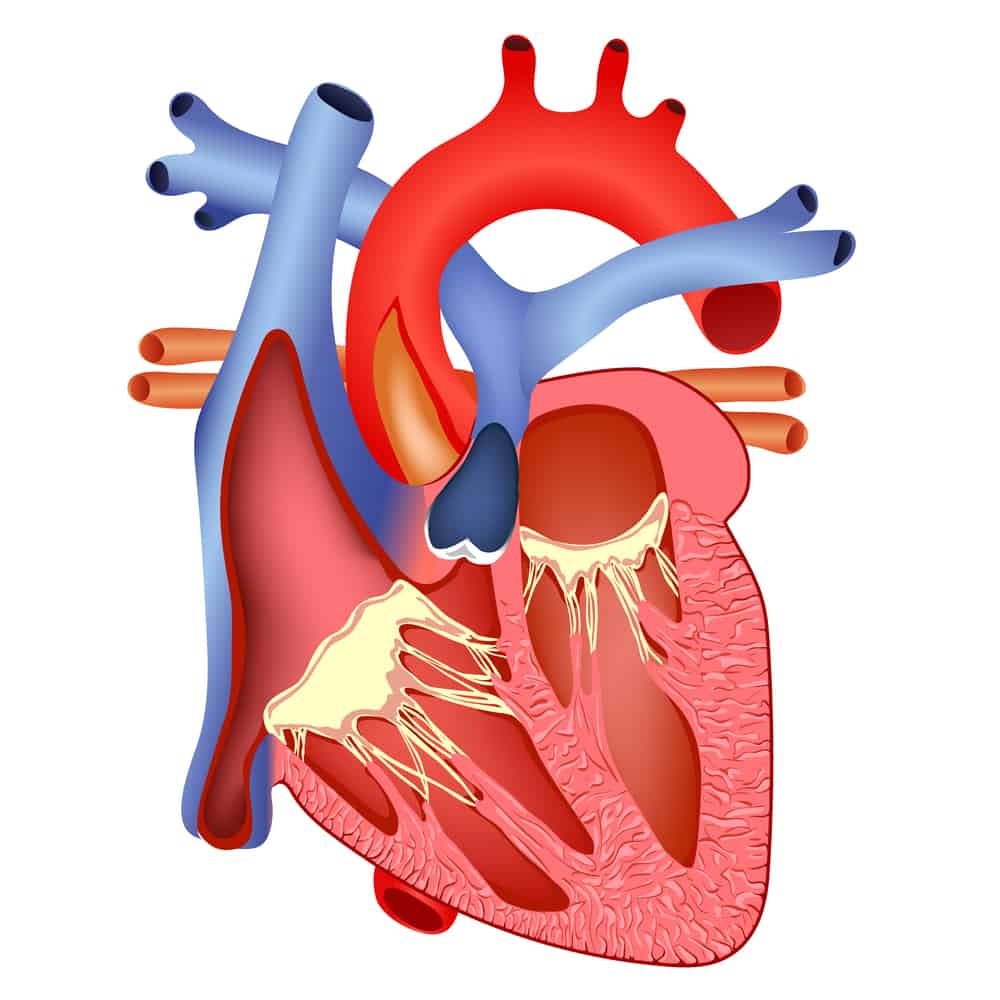 Dai, conosci le parti del cuore e le loro funzioni per capire meglio come mantenersi in salute!