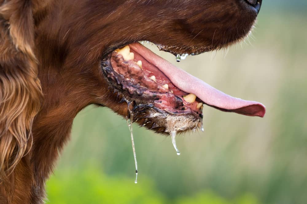 Не само пенеща се уста, това са други характеристики на кучетата, заразени с бяс