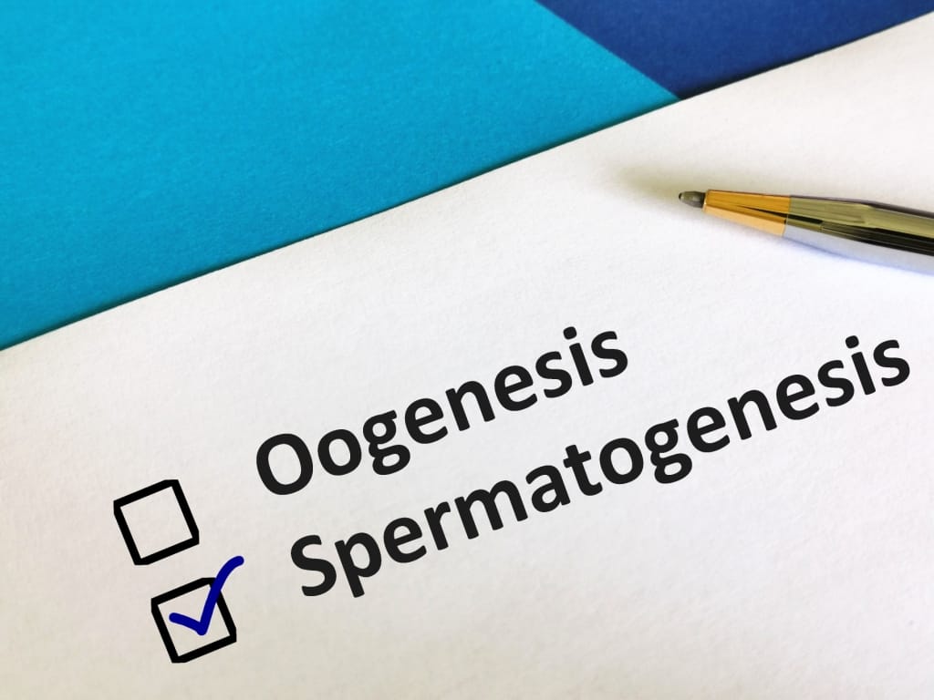 Знайте процеса на сперматогенеза: образуване на сперматозоиди в мъжкото тяло